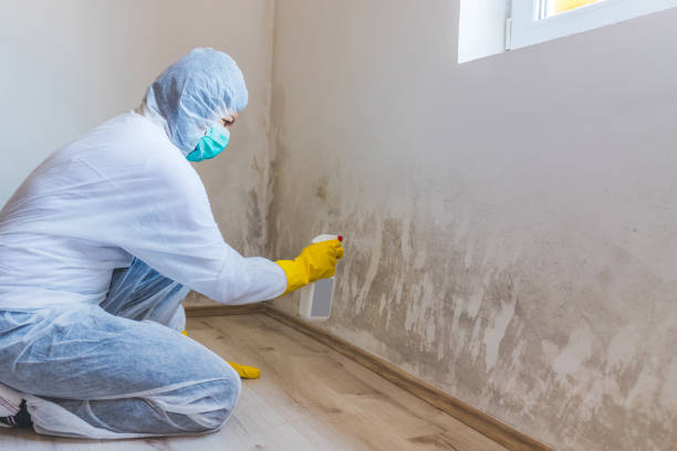 Licensed Black Mold Remediation service in Church View, VA - Mold Remediation HQ