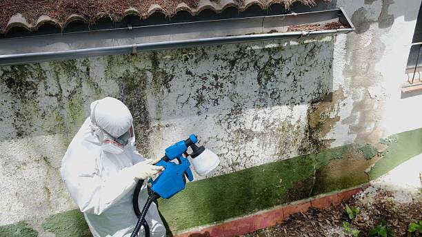 Top rated local Black Mold Remediation specialists in Church View, VA